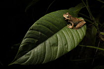 Chirique-Flusse tree frog (Boana pugnax) sharing a leaf with a Mayfly, Buritaca Valley, Sierra Nevada de Santa Marta, Colombia.