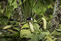 White-bearded manakin (Manacus manacus abditivus) perched in tree, Sierra Nevada de Santa Marta, Colombia.
