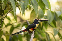 Collared aracari (Pteroglossus torquatus) perched on branch, Sierra Nevada de Santa Marta, Colombia.