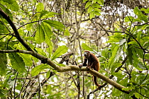 Colombian red-howler monkey (Alouatta seniculus) sitting on branch, Tayrona National Park, Colombia.