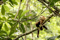 Santa Marta white-fronted capuchin (Cebus malitiosus) resting on branch, Tayrona National Park, Colombia. Endangered.