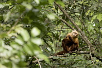 Santa Marta white-fronted capuchin (Cebus malitiosus) sitting in tree, scratching, Tayrona National Park, Colombia. Endangered.