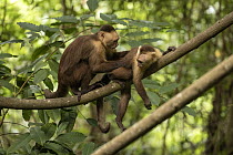 Two Santa Marta white-fronted capuchins (Cebus malitiosus) resting on branch allogrooming, Tayrona National Park, Colombia. Endangered.