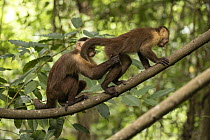 Two Santa Marta white-fronted capuchins (Cebus malitiosus) standing on branch allogrooming, Tayrona National Park, Colombia. Endangered.