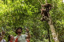 Two Santa Marta white-fronted capuchins (Cebus malitiosus) climbing up tree with group of tourists photographing them with mobile phones, Tayrona National Park, Colombia. November, 2021. Endangered.