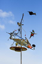 Amethyst sunbirds (Chalcomitra amethystina), Cape white-eye (Zosterops capensis) and Greater doublecollared sunbird (Nectarinia afra) on garden bird feeder, Garden Route, Western Cape Province, South...