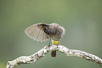 Cape bulbul (Pycnonotus capensis) perched on branch, preening, Garden Route, Western Cape Province, South Africa.