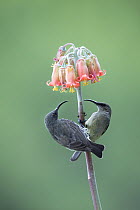 Two Amethyst sunbirds (Chalcomitra amethystina) perched face to face on flower stem, Garden Route, Western Cape Province, South Africa.