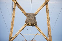 Sociable weaver (Philetairus socius) nest on telephone pole, Northern Cape Province, South Africa.