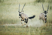 Two Gemsbok (Oryx gazella) running in dry grassland, Kgalagadi Transfrontier Park, Northern Cape Province, South Africa.