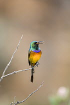Orange-breasted sunbird (Anthobaphes violacea) male, perched on branch, Swartberg Nature Reserve, Swartberg Pass, Western Cape Province, South Africa.