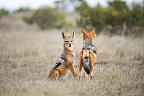 Two Blackbacked jackals (Canis mesomelas) staring at each other, Addo Elephant National Park, Eastern Cape Province, South Africa.