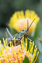 Common milkweed locust (Phymateus morbillosus) resting on Pincushion (Leucospermum sp.) flower, Western Cape Province, South Africa.