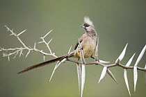 Speckled mousebird (Colius striatus) perched on branch, Garden Route, Western Cape Province, South Africa.