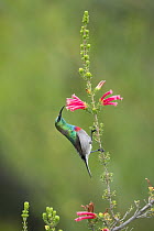 Southern double-collared sunbird (Cinnyris chalybeus) nectaring on flower, Garden Route, Western Cape Province, South Africa.