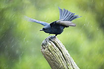 Forktailed drongo (Dicrurus adsimilis) perched on wooden post, spreading wings and bathing in rain shower, Garden Route, Western Cape Province, South Africa.