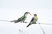 Dideric cuckoos (Chrysococcyx caprius) pair, perched on barbed wire, male offering food to female, Garden Route, Western Cape Province, South Africa.