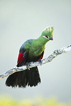 Knysna turaco (Tauraco corythaix) perched on branch, Western Cape Province, South Africa.