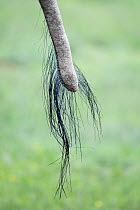 Elephant (Loxodonta africana) tail detail, Addo Elephant National Park, Eastern Cape Province, South Africa. Endangered.