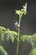 Swee waxbill (Coccopygia melanotis) perched on a fern stem, Garden Route, Western Cape Province, South Africa.