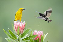 Cape weaver (Ploceus capensis) perched on flower watching an Amethyst sunbird (Chalcomitra amethystina) taking flight, Garden Route, Western Cape Province, South Africa.