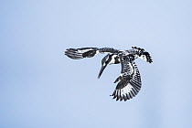 Pied kingfisher (Ceryle rudis) hovering in mid air, looking for prey, Garden Route, Western Cape Province, South Africa.