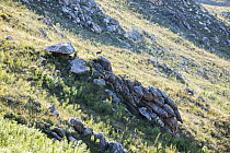 Klipspringer (Oreotragus oreotragus) standing on a boulder on mountain side, Swartberg Nature Reserve, Swartberg Pass, Western Cape Province, South Africa.