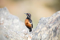 Cape rockjumper (Chaetops frenatus) perched on a rock, Swartberg Nature Reserve, Swartberg Pass, Western Cape Province, South Africa.
