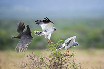 Two Pale chanting goshawks (Melierax canorus) landing in bush scaring off a Helmeted guineafowl (Numida meleagris), Addo Elephant National Park, Eastern Cape Province, South Africa.