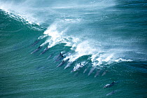 Bottlenose dolphin (Tursiops aduncus) pod surfing a wave, Gwaing River mouth, Western Cape Province, South Africa, Indian Ocean.