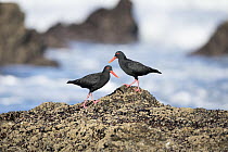 Two Black oystercatchers (Haematopus moquini) perched on rocks along the shore, Garden Route, Western Cape Province, South Africa.