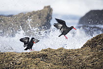 Two Black oystercatchers (Haematopus moquini) jumping on rocks to avoid crashing waves, Garden Route, Western Cape Province, South Africa.