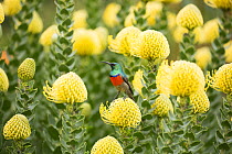 Greater doublecollared sunbird (Nectarinia afra) perched among Pincushion (Leucospermum sp.) flowers, Garden Route, Western Cape Province, South Africa.