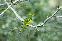 African emerald cuckoo (Chrysococcyx cupreus) perched on branch, Garden Route, Western Cape Province, South Africa.