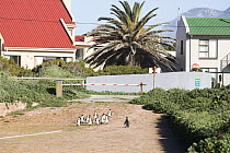 Group of African penguins (Spheniscus demersus) waddling along dirt road with houses behind, Stoney Point Nature Reserve, Western Cape Province, South Africa. Endangered.