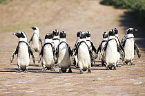 Group of African penguins (Spheniscus demersus) waddling along dirt road, Stoney Point Nature Reserve, Western Cape Province, South Africa. Endangered.
