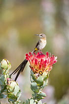 Cape sugarbird (Promerops cafer) perched on Common sugarbush (Protea repens) flower, Swartberg Pass, Western Cape Province, South Africa.