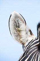 Zebra (Equus burchelli) ear detail, Addo Elephant National Park, Eastern Cape Province, South Africa.