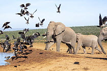 Elephants (Loxodonta africana) arriving at waterhole with Hadada ibis (Bostrychia hagedash) flock taking flight, Addo Elephant National Park, Eastern Cape Province, South Africa. Endangered.