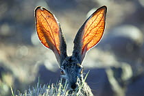 Scrub hare (Lepus saxatilis) head portrait, Karoo National Park, Western Cape Province, South Africa.