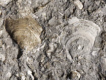 Fossilised Jurassic bivalve shells, possibly Scallop (Camptonectes lamellosus) in Portland limestone, exposed on sea shore at Portland Bill, Isle of Portland, Dorset, England, UK. October, 2023.