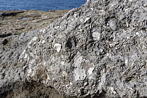 Fossilised Jurassic bivalve shells, possibly including Scallop (Camptonectes lamellosus) in Portland limestone, exposed on sea shore at Portland Bill, Isle of Portland, Dorset, England, UK. October, 2...