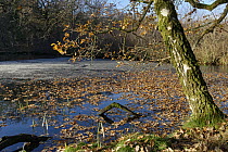 English oak (Quercus robur) tree shedding leaves onto partly frozen Cannop Ponds, Forest of Dean, Gloucestershire, England, UK. December, 2022.