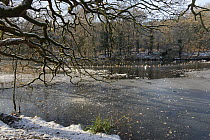 Cannop Ponds mostly frozen over with snow on margins, Forest of Dean, Gloucestershire, England, UK. December, 2022.