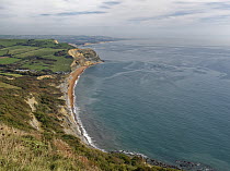 View long coast to Seatown and beach, Golden Cap, Dorset, England, UK. October, 2023.