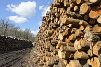 Stacked tree trunks at timber yard, Forest of Dean, Parkend, Gloucestershire, England, UK. March, 2023.