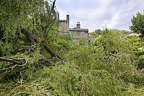Weeping willow tree (Salix sepulcralis) branch fallen onto garden during storm, Wiltshire, England, UK. August.