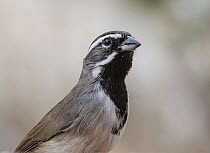 Black-throated sparrow (Amphispiza bilineata) portrait, Santa Catalina Mountains foothills, near Tucson, Arizona, USA. November.