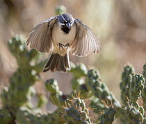 Black-throated sparrow (Amphispiza bilineata) flying over Hanging chain cholla cacti (Cylindropuntia fulgida), Santa Catalina Mountains foothills, near Tucson, Arizona, USA. November.