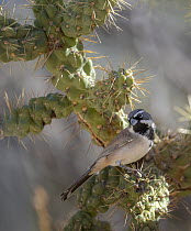Black-throated sparrow (Amphispiza bilineata) perched on Hanging chain cholla cactus (Cylindropuntia fulgida), Santa Catalina Mountains foothills, near Tucson, Arizona, USA. November.